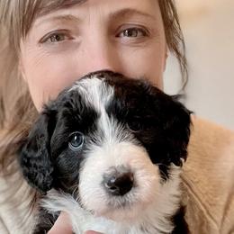 Mint girl Lunar "Luna" - Aussiedoodle puppy in Bend, Oregon from Bella Ridge Farms & Dapper Doodles