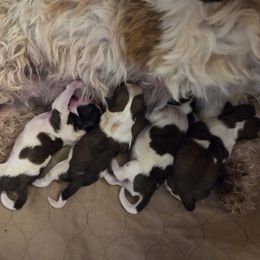 Meshack - Red and white male Shih Tzu puppy in Riverside, California from Raincross Shih Tzu