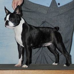 Boston Terriers and Scottish Terriers from Robbi's Pups