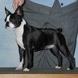 Boston Terriers and Scottish Terriers from Robbi's Pups