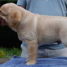 Cavalier King Charles Spaniel and Labrador Retriever Puppies from Matilija