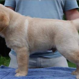 Cavalier King Charles Spaniel and Labrador Retriever Puppies from Matilija