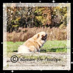 Shali - Tibetan Spaniel