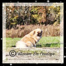Shali - Tibetan Spaniel