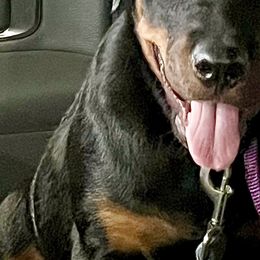 Rottweilers from Tony Robinson