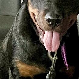 Rottweilers from Tony Robinson