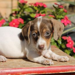 Male 2 - Piebald male Dachshund puppy in Childress, Texas from Taylor Farms