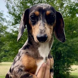 Duke - Dachshund