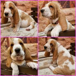 Basset Hound Puppies from Hounds All Night