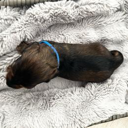 Boy Blue - Wild boar and cream male Dachshund puppy in Modesto, California from Lil Doxie Era