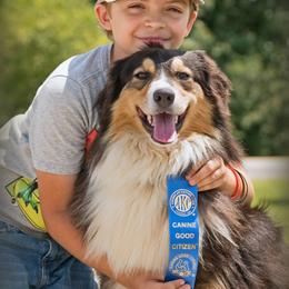 Brownie - Australian Shepherd