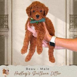 Beau - Red  male Goldendoodle puppy in Norcross, Georgia from Teddy Puppies