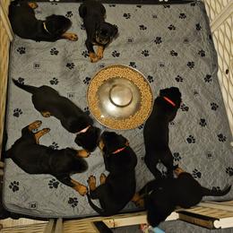 Boy 4 - Black and mahogany male Rottweiler puppy in Merkel, Texas from Stolz Rottweilers von Raiden