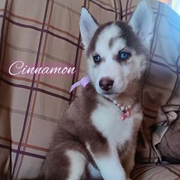 Cinnamon - Brown and white female Siberian Husky puppy in Coeburn, Virginia from Warburton's Heavenly Kennels