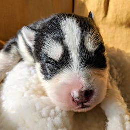 Pomsky Puppies from KP Pomskies LLC