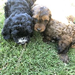 Goldendoodle and Springerdoodle Puppies from Springerdoodles Plus AZ