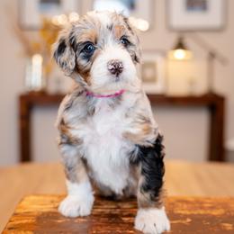 Boy 8 - male Bernedoodle puppy in Chandler, Arizona from Phoebe's Bebies