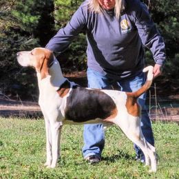 Laya - Treeing Walker Coonhound