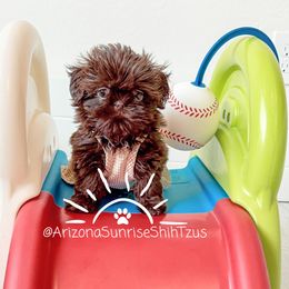 Shih Tzu Puppies from Arizona Sunrise Shih Tzus
