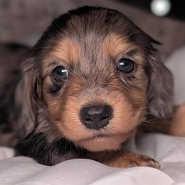 Ella - Dapple female Dachshund puppy in Unadilla, Georgia from Hamsley's Puppy Palace