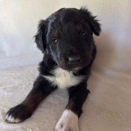 Flower - Black tri-color female Aussiedoodle puppy in Centerburg, Ohio from A Dose Of Doodle