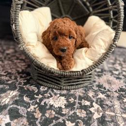 Lily - Red  female Poodle puppy in Queen Creek, Arizona from Poised Poodles
