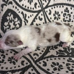 River - Red merle female Border Collie puppy in Mckinney, Texas from Border Collies of Ruidoso