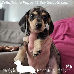 Puppy 3 - Dapple male Dachshund puppy in Anamosa, Iowa from Melsh Precious Pets