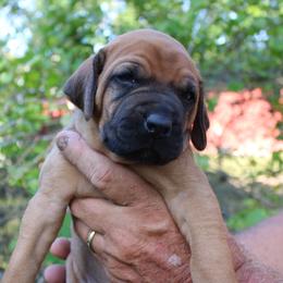 Ms. Yellow - Rd whtn blk nose female Rhodesian Ridgeback puppy in Broussard, Louisiana from Karamojo Ridgebacks, Breeding Quality since 2012