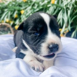 Siberian Husky Puppies from Wooly Woof Siberians