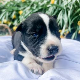 Siberian Husky Puppies from Wooly Woof Siberians