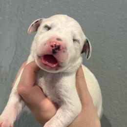 Kit Kat - White and black male Dalmatian puppy in Austin, Texas from Dazzling Dalz
