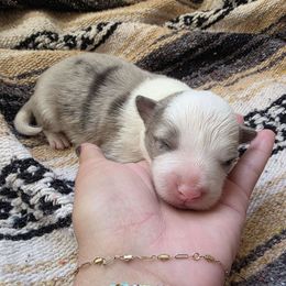 Boy 1 - White and blue merle male Border Collie puppy in Ripley, Oklahoma from Adventure5 Border Collies