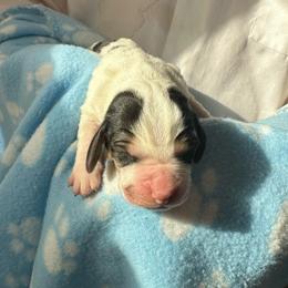 Girl 4 - Black and white female Basset Hound puppy in Las Animas, Colorado from J&D Dachsies