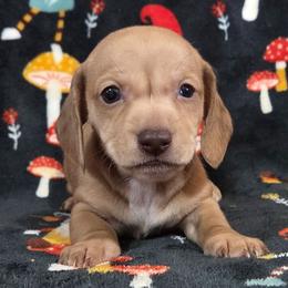 Hailey 2k plus fee CKC - Red female Dachshund puppy in Cowen, West Virginia from Bennett Babies
