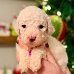 Holly - Pink - Cream female Goldendoodle puppy in Philadelphia, Mississippi from Oakie Doodles