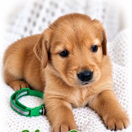 Green Kiwi - Dark golden male Golden Retriever puppy in Apple Valley, California from Frankly Golden