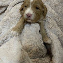 Goldendoodle and Golden Retriever Puppies from Valley of the Sun Breeders
