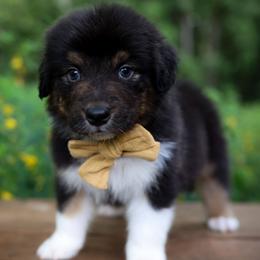 Grumpy - Black tri-color male Australian Shepherd puppy in Georgetown, Texas from River Reign Australian Shepherds