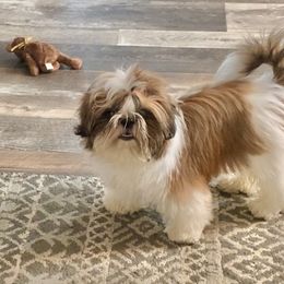 Shih Tzu Puppies from Willow Lane Shih Tzus