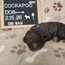 Obi-Wan Kenobi - Brown and white male Cockapoo puppy in Fort White, Florida from Jade