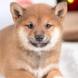 Girl 1 - Red female Shiba Inu puppy in Neosho, Missouri from Sunny Terrace Shibas