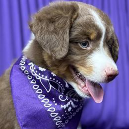 Washington - Red tri male Miniature Australian Shepherd puppy in Granbury, Texas from Jubilee Acres