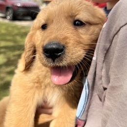 Golden Retriever Puppies from Grand Canyon Goldens