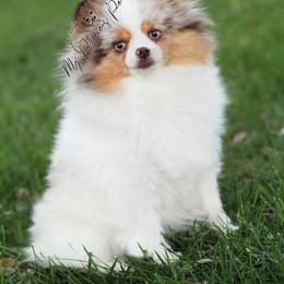 Pomeranian All Grown Up from My Precious Poms
