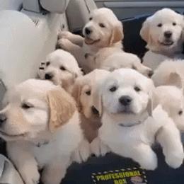 Golden Retriever Puppies from The Golden Court