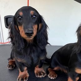 Squatter - Black and tan male Dachshund puppy in Mount Holly Springs, Pennsylvania from Miniature Dreams Dachshunds