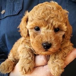 Lemonade - Apricot Mini Poodle Raised in Home - Apricot female Poodle puppy in Falcon, Missouri from Cedar House Heritage Poodles | AKC Toy & Miniature Poodle Puppies Raised in Home