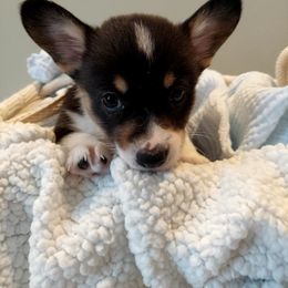 Pembroke Welsh Corgi Puppies from Patrick's Pembroke Welsh Corgis