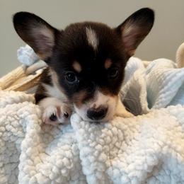 Pembroke Welsh Corgi Puppies from Patrick's Pembroke Welsh Corgis